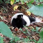 A skunk in Prospect Park